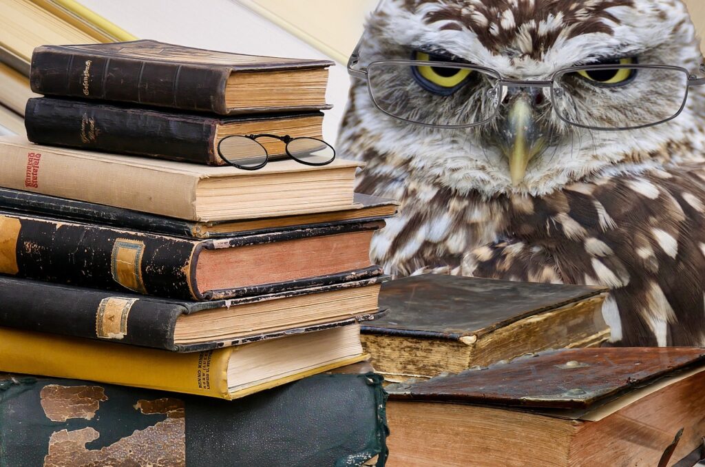 owl, books, stack-2670138.jpg